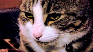 Lose-Lose -- The Abramson Singers