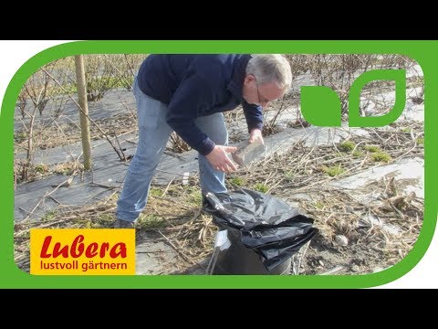 Meerkohl antreiben und verfrühen