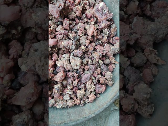 Moringa Gum - Moringa Gum Red Trader - Wholesaler / Distributor from Rajkot