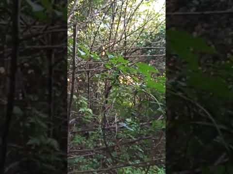 mostrando um pouco do meu interior de reriutaba ceara