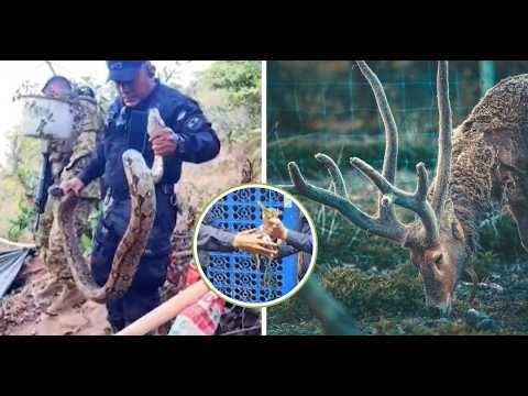 Morazán: Rescatan y liberan especies silvestres