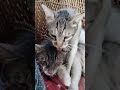 Cute Kitty ???? #ytshorts #cat #catvideos #cats #catfamily #pets #animals #trending #viralshorts #meow