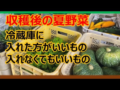 , title : '【家庭菜園】食べきれない夏野菜　収穫後に冷蔵庫に入れるもの　入れないもの'