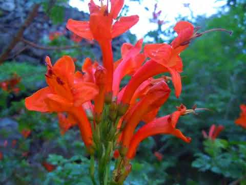 Narbolia 30 Dicembre