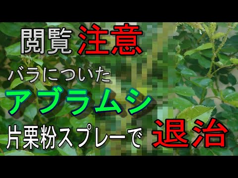 コーヒー粕のアイデア アブラムシに対する自然な家庭療法 バラの茂みのメンテナンス 寄生虫病の予防