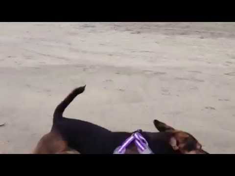 Coco the dog fights Grizzly on the beach!