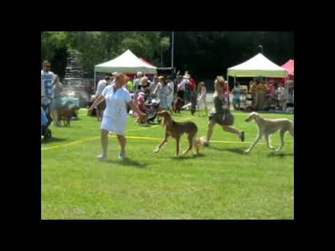 13  video  2015 07 04 RV koertenäitus Pärnu  L M  ja koer  saluki ring videolõigud + pildid
