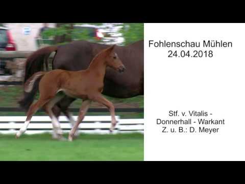 Stf v Vitalis x Donnerhall x Warkant 2018