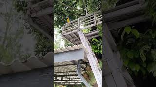 Download lagu dapet burung kakaktua macaw lepas mp3