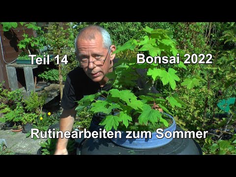 Bonsai 2022 Teil 14 Bonsai für Anfänger, Rutine Arbeiten zum Sommer an den kleinen Bäumen