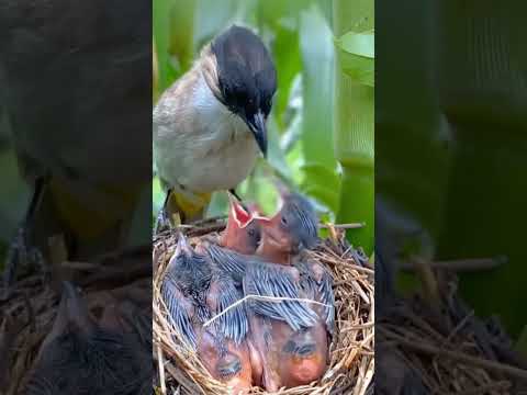 Man Saved Hungry Baby Birds