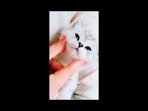 #shorts #youtubeshorts #animalvidoes little kitten playing |cute cat compilation |cats funny