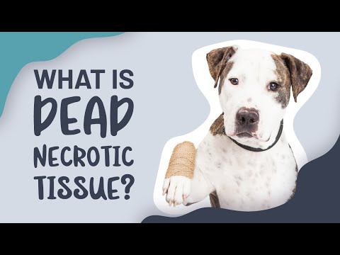 What Is Dead Necrotic Tissue