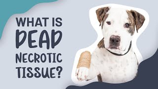 What Is Dead Necrotic Tissue