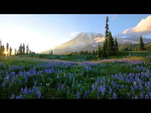 4K Flowers Scenery Wild Flowers from Mt. Rainier Trailer
