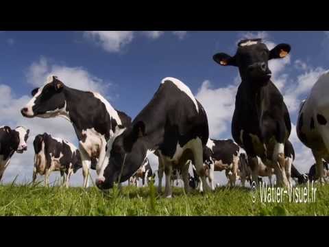 , title : 'Troupeau de vaches laitières de race Prim-Holstein'