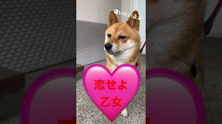 恋する豆柴 #shibainu #柴犬 #cute #犬のいる暮らし #恋した