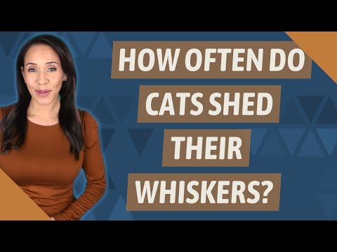 How often do cats shed their whiskers?