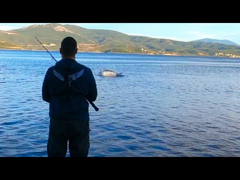 Think Twice Before Hooking a ~3m 200+ kg Bluefin Tuna from Shore - Popper Live Strike & PE10 fight