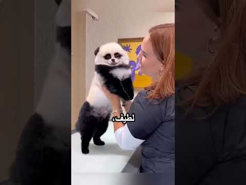 بتعامل كلابها بطريقة مميزة