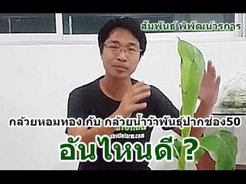 กระตุ้นการรับสัญญาณแรง สาวน้อยติดอยู่ขนาดใหญ่กระเจี๊ยว