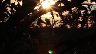 Bonobo : Second Sun (Music Video)