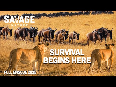 WILD SAVANNAH | Land of Carnivores and the Challenging Migration Journey | Animal Documentary