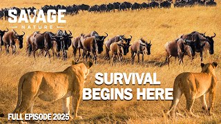 WILD SAVANNAH | Land of Carnivores and the Challenging Migration Journey | Animal Documentary