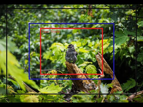 The difference between Full Frame, APS-C and Micro 4/3: QUICK TIP TUESDAY