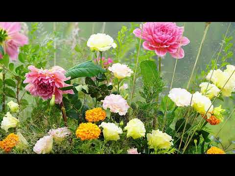 MARIANA SOMESAN - Cand m-ai scos dintre ruine