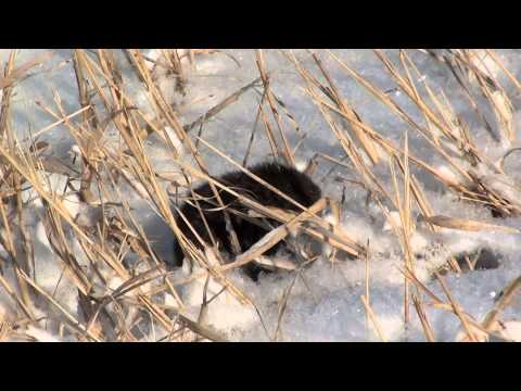 Prairie Vole (Cricetidae: Microtus ochrogaster) Foraging
