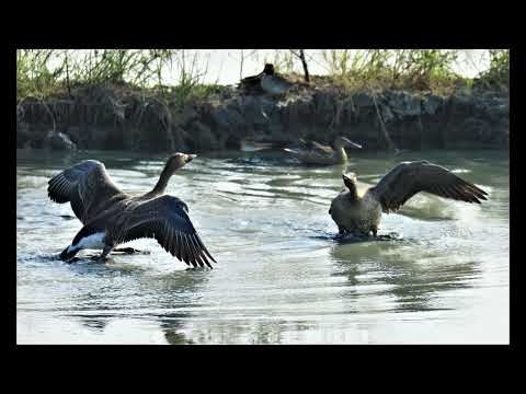 Gansos Mame, gansos de cara branca e gansos kanrin-mame estão localizados em East Port.