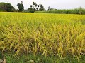 Golden Paddy Harvest And Paddy Straw Roll Making Amazing Golden Paddy