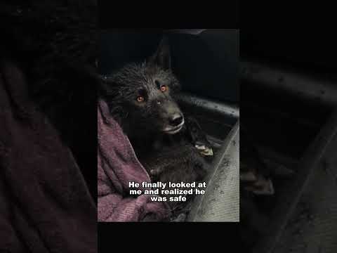 I Dragged A 100lb Wolf Out Of A Frozen Lake ❄️