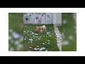 Funny Animals Dogs Get Bust While Destroying A Pillow Funny Animals Dogs Try Not To Laugh