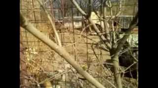 MARIA FEEDING THE DOGS IN THE  RUN NEXT TO THE KITCHEN