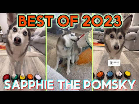 BEST OF 2023 Sapphie the Pomsky Funny Dog Tik toks - Best of @sapphie_the_pomsky Tik Tok Videos