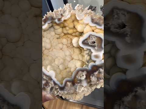 Boring or cool? White agate prehistoric fossil coral geode I found & sawed with @DigDiveDiscover
