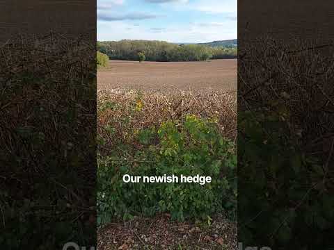 A new hedge planted over the past ten years
