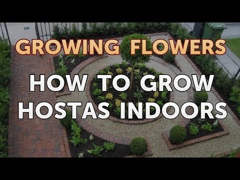 How to Grow Lantana From Saved Seeds