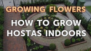 How to Grow Hostas Indoors