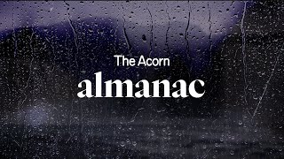 the acorn - almanac (lyrics)
