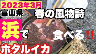 ホタルイカ身投げ　すくい　獲って浜で即食べる‼️#ホタルイカ