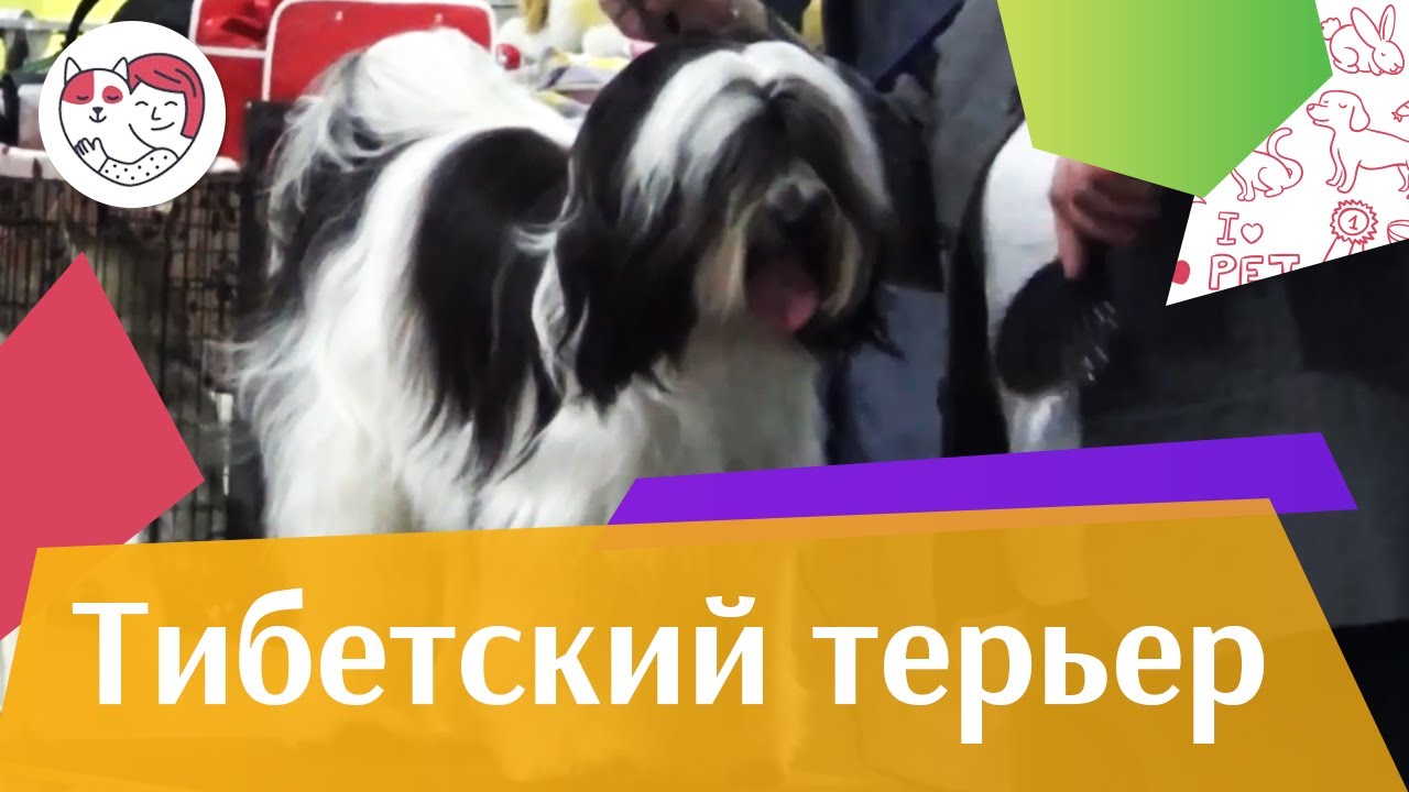 Тибетский терьер на ilikepet. Особенности породы, уход