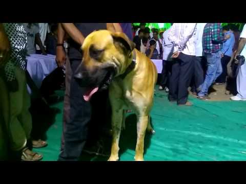Dog Show @ Ajinkya Krushi Satara