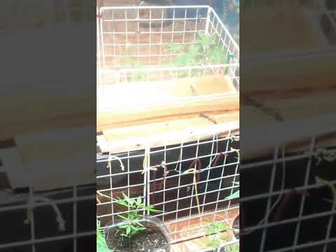 mars hydro sp150  @Mars Hydro 