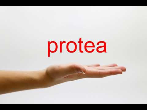 How to Pronounce protea - American English