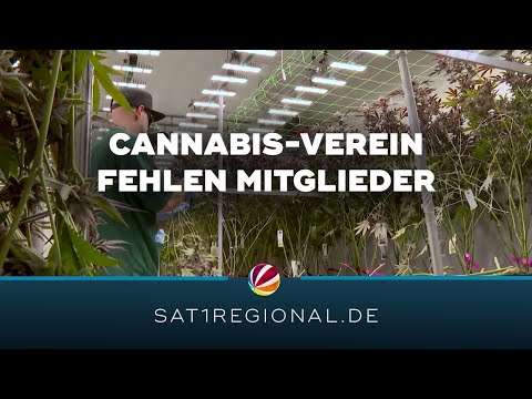 Cannabis-Verein in Bad Segeberg ringt um Mitglieder