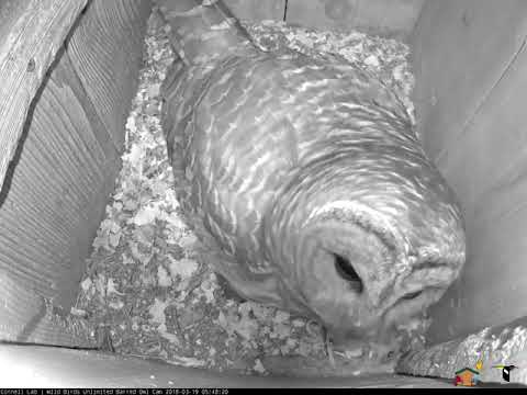 Male Delivers Mouse to Incubating Female, March 19, 2018 Wild Birds Unlimited Barred Owl Cam