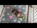 Havaneser puppy